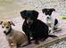 Chiweenie Absolutely beautiful babies