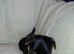 YORKSHIRE TERRIER PUPPIES WITH INDIVIDUAL VET HEALTH CERTIFICATE