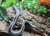 Mexican x Albino Coastal Rosy Boa at Birmingham Reptiles