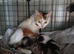 Kittens for sale