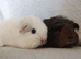 Rwady now this beautiful set of guinea pigs