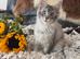 TICA-REGISTERED MAINE COON KITTENS