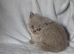 British shorthair kittens