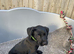 Beautiful litter looking for there forever homes