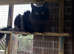 Male Maine coon