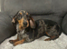 Miniature dapple dachshund