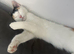 Black and white kitten last one left from litter of 7