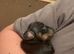 2x miniature dachshund puppies