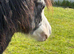 Welsh section a colt