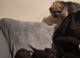Border Terrier x Patterdale Terrier Puppies