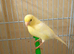 One female canary for sale