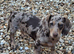 Female miniture dapple Dachshund