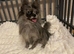 Beautiful Pomeranian Merle Female