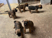 Cracking Border pups