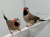 Beautiful pair of Shaft tail grass finches