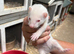Mixed Ferrets available soon