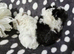 Boar pair available