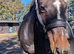 Sport horse