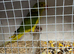 Pair mutation Ringnecks
