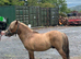 Shetland pony