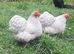 Lavender Pekin &ndash; Hatching Eggs