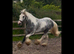 13.2hh 3yr old cob