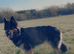 Gorgeous German shepherd pups