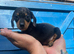 Miniature dapple dachshunds