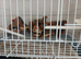 20 zebra finch as job lot