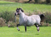 RHYDFENDIGAID SANDRA , welsh sec c filly