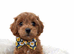 Gorgeous red toy cavapoo