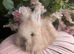 English angora buck