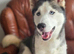 Beautiful husky female