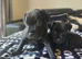 Beautiful Patterdale Puppies