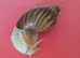 PINK LIPPED GIANT AFRICAN LAND SNAILS