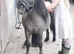 Licenced SA clear proven minature shetland stallion