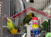Pair of love birds with cage