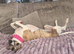 9 month brindle and white female whippet