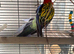 Rosellas breeding pair