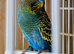 Extra, special RARE, BF / YF BIRDS