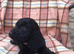 Cockapoo puppies