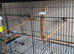 Zebra finch