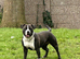 Cane corso x puppies