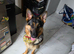 Germanshepard