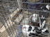 Galati pigeons