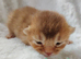 Beautiful Devon Rex x Abyssinian Kittens