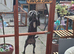 Blue Male Staffordshire Bull Terrier