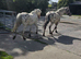Appaloosa