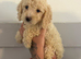 Cockapoo puppies