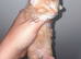 Beautiful ginger kittens
